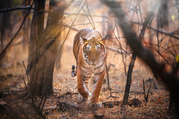 Wild Life Journey of Rajasthan